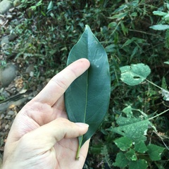 Diospyros morrisiana