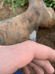 Hemiargus ceraunus