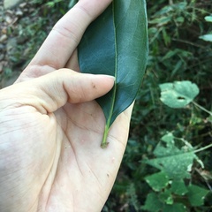 Diospyros morrisiana