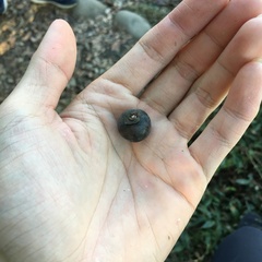 Diospyros morrisiana