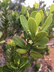 Peripterygia marginata