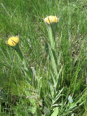 Helichrysum auriceps