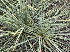 Yucca necopina