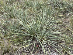 Yucca necopina