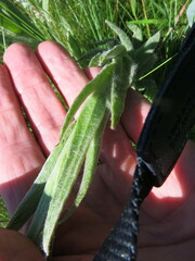 Helichrysum auriceps