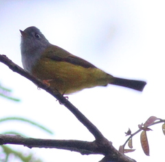 Culicicapa ceylonensis