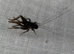 Eunemobius carolinus