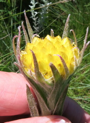 Helichrysum auriceps