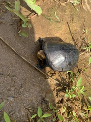 Kinosternon leucostomum