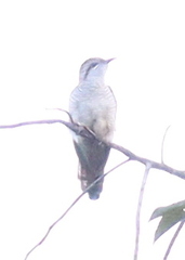 Cacomantis sonneratii