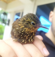 Premnoplex brunnescens