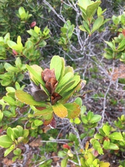 Peripterygia marginata