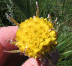 Helichrysum auriceps