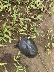 Kinosternon leucostomum