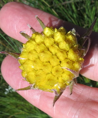 Helichrysum auriceps