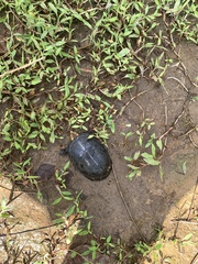 Kinosternon leucostomum