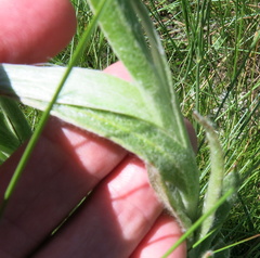 Helichrysum auriceps