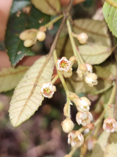 Image of Elaeocarpus holopetalus by (c) Richard Dimon, some rights reserved (CC BY)