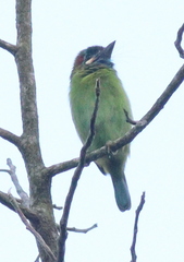 Psilopogon duvaucelii