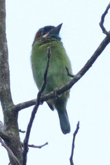 Psilopogon duvaucelii