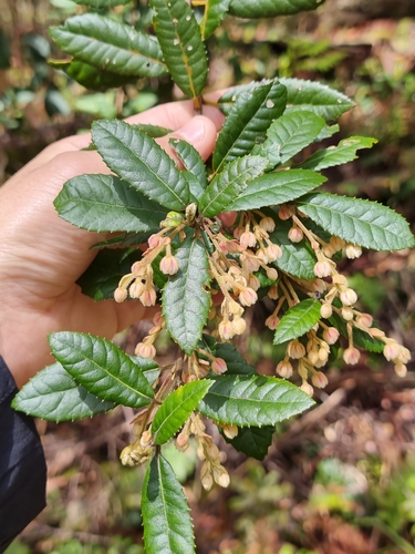 Image of Elaeocarpus holopetalus by (c) Richard Dimon, some rights reserved (CC BY)