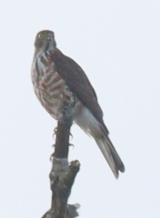Accipiter virgatus