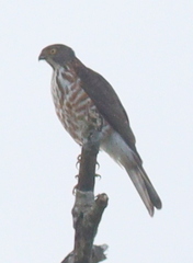 Accipiter virgatus
