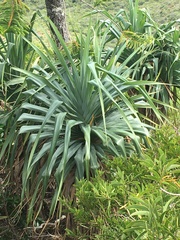 Pandanus decumbens