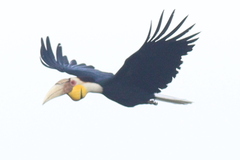 Rhyticeros undulatus