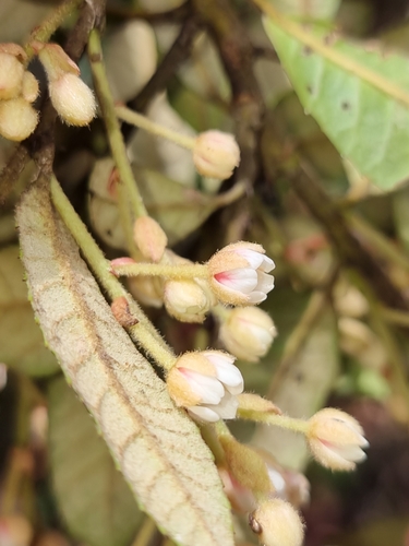 Image of Elaeocarpus holopetalus by (c) Richard Dimon, some rights reserved (CC BY)