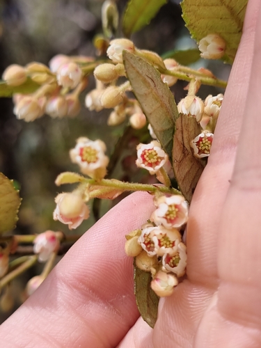 Image of Elaeocarpus holopetalus by (c) Richard Dimon, some rights reserved (CC BY)