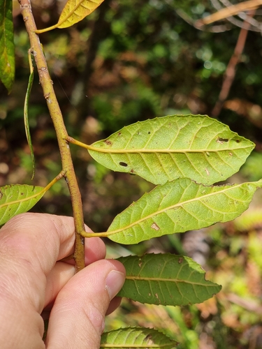 Image of Elaeocarpus holopetalus by (c) Richard Dimon, some rights reserved (CC BY)