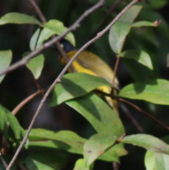 Rubigula flaviventris
