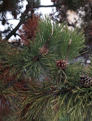 Pinus mugo