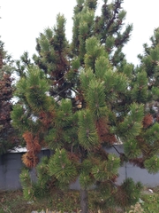 Pinus mugo