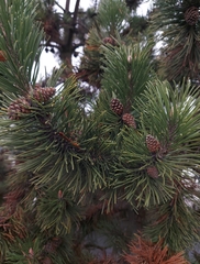 Pinus mugo