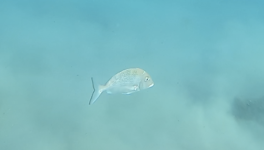 Pacific porgy (Calamus brachysomus) — Sparidae