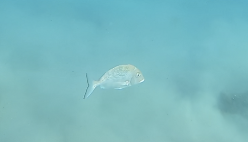 Pacific porgy (Calamus brachysomus) — Sparidae