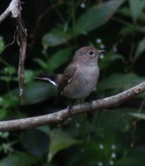 Ficedula