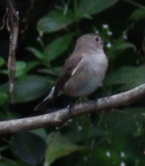 Ficedula
