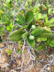 Myrtopsis macrocarpa