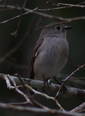 Ficedula