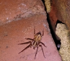 Anyphaena accentuata