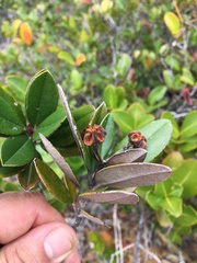 Myrtopsis macrocarpa
