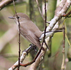 Ficedula