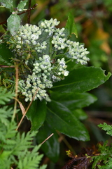 Hylotelephium verticillatum