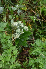 Hylotelephium verticillatum