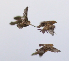 Ploceus philippinus