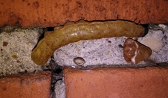 Phlogophora meticulosa