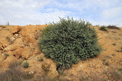 Atriplex halimus